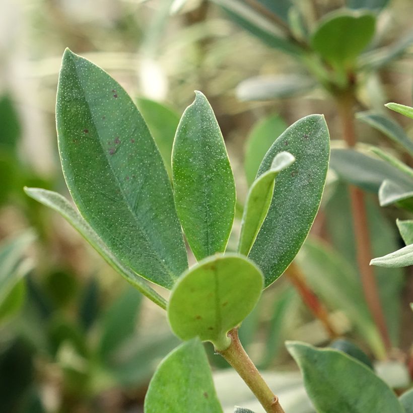 Rhododendron vireya Saxon blush (Feuillage)