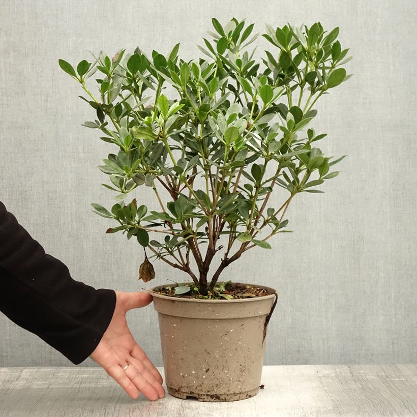 Spécimen de Rhododendron vireya Saxon blush Pot de 3L/4L tel que livré en automne