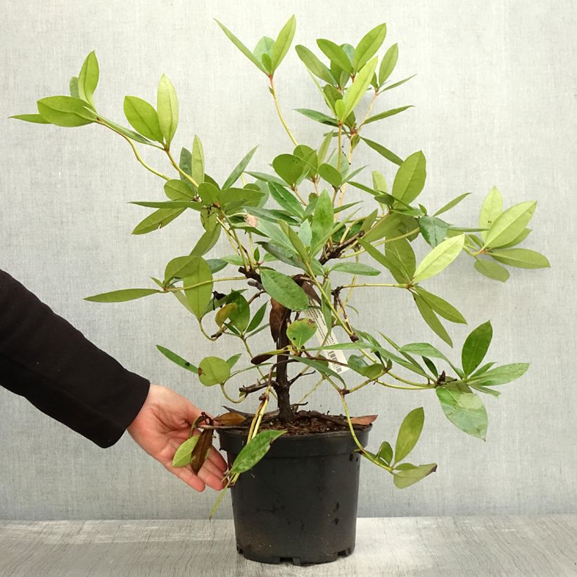 Spécimen de Rhododendron vireya Vladimir Bukovski Pot de 3L/4L tel que livré en automne