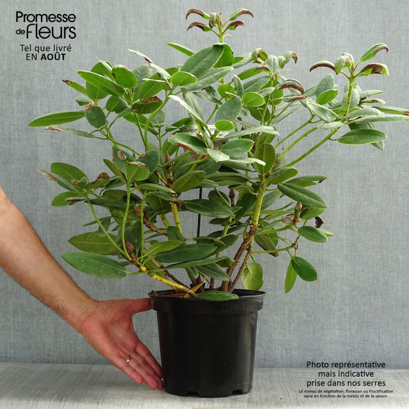 Spécimen de Rhododendron Virginia Richards - Petit Rhododendron Pot de 4L/5L tel que livré en été