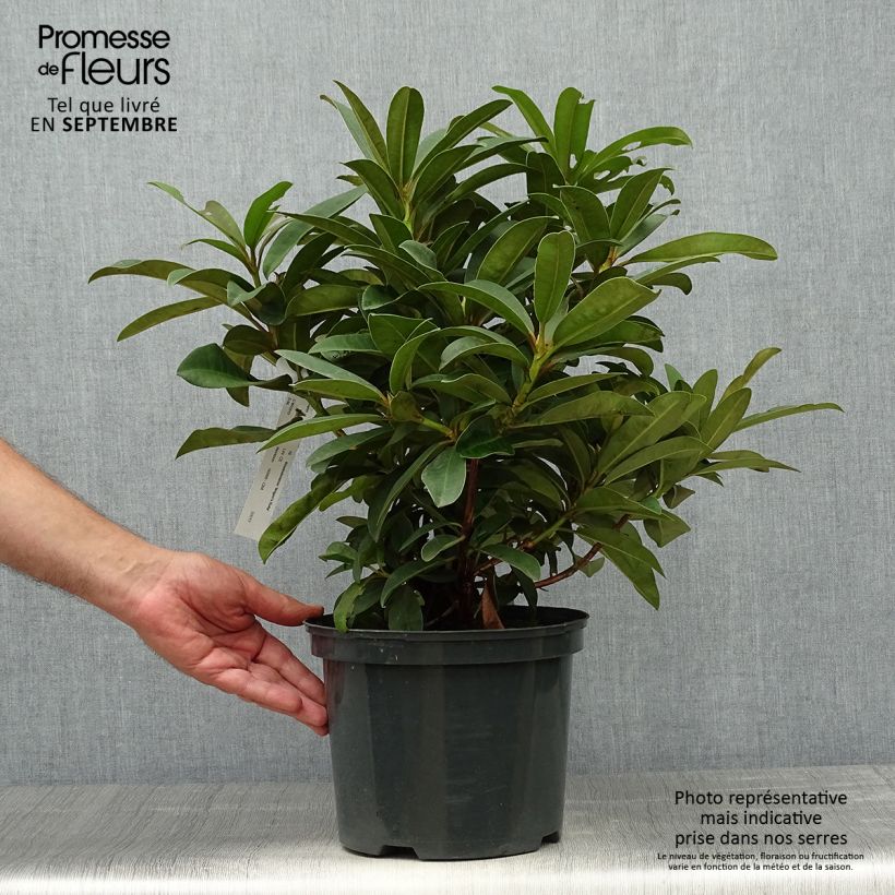Spécimen de Rhododendron Wilgen's Ruby tel que livré en automne