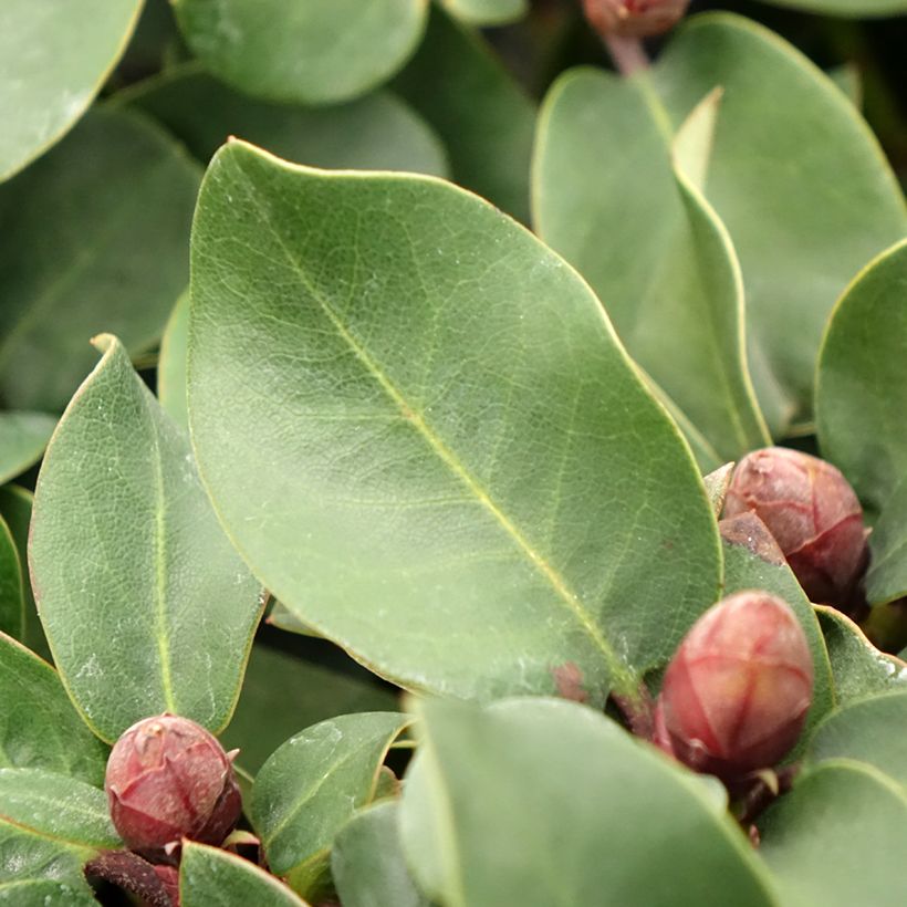 Rhododendron williamsianum Gartendirektor Glocker (Feuillage)