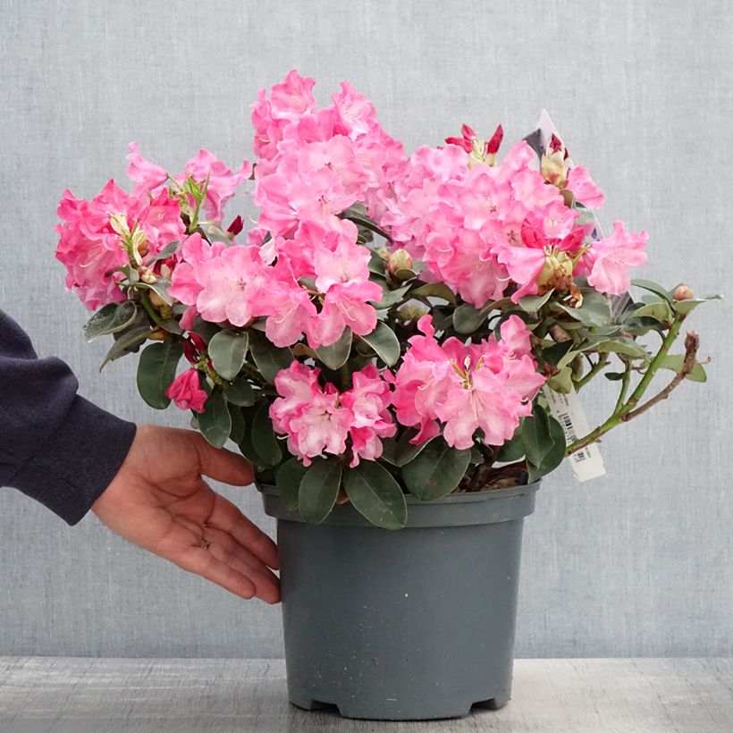 Spécimen de Rhododendron williamsianum Gartendirektor Glocker - Pot de 4L/5L tel que livré au printemps