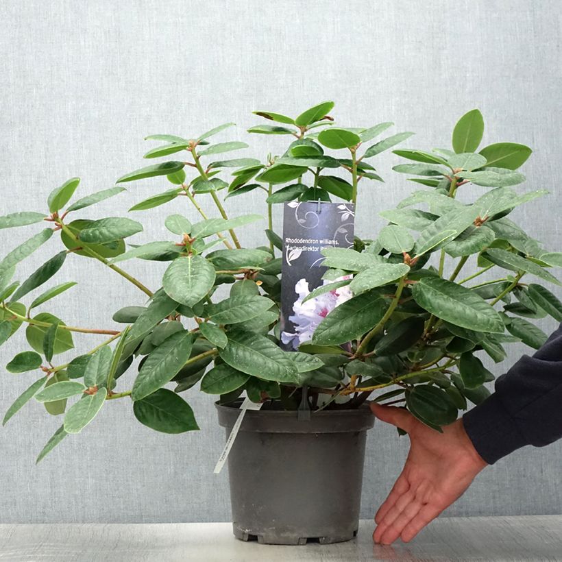 Spécimen de Rhododendron williamsianum Gartendirektor Rieger Pot de 4L/5L tel que livré en été