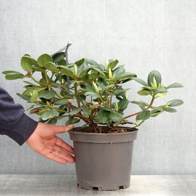 Spécimen de Rhododendron williamsianum Gartendirektor Rieger - Pot de 4L/5L tel que livré au printemps