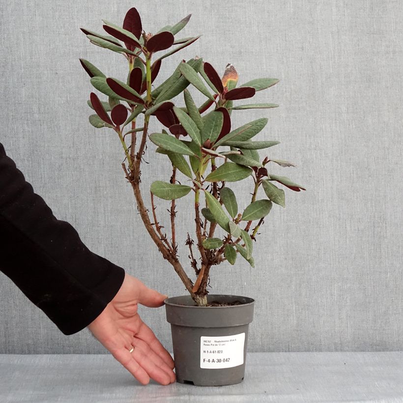 Spécimen de Rhododendron Wine & Roses Pot de 12 cm/ 13 cm tel que livré en hiver