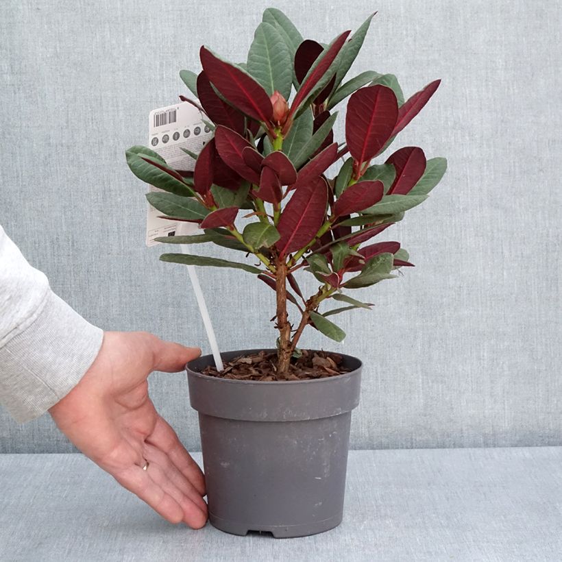 Spécimen de Rhododendron Wine & Roses Pot de 12 cm/ 13 cm tel que livré au printemps