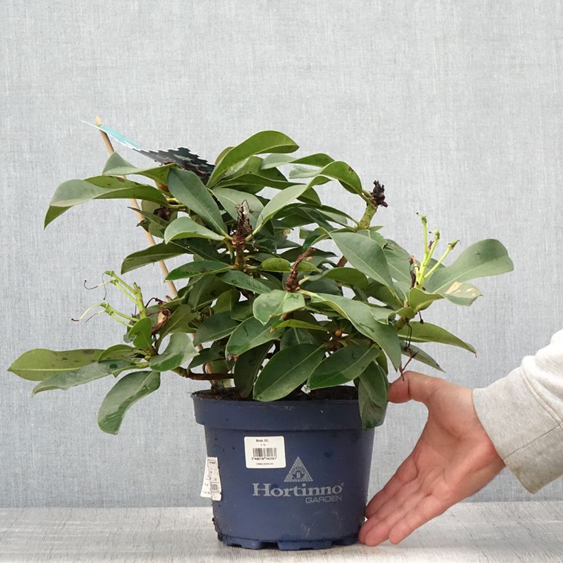 Spécimen de Rhododendron XXL Pot de 2L/3L tel que livré en été