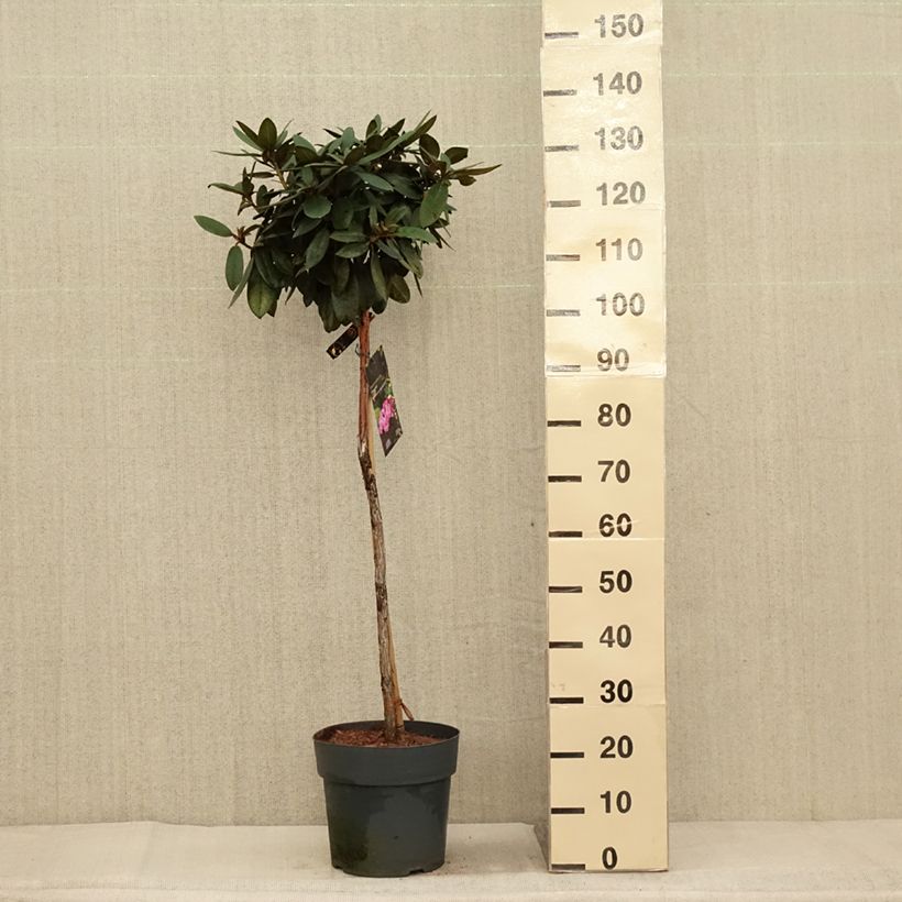 Spécimen de Rhododendron yakushimanum Anuschka - Rhododendron nain Pot de 7,5L/10L, Tige de 80 cm tel que livré en automne