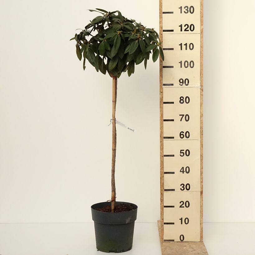 Spécimen de Rhododendron yakushimanum Anuschka - Rhododendron nain - Pot de 7,5L/10L tel que livré en hiver