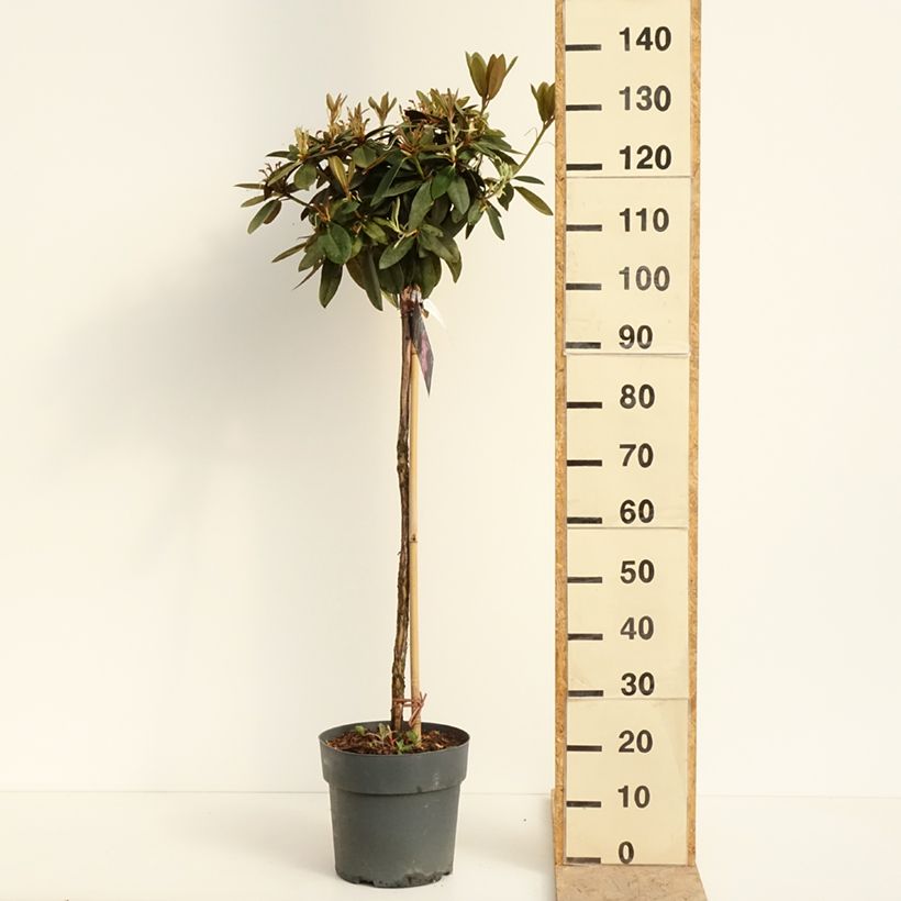 Spécimen de Rhododendron yakushimanum Anuschka - Rhododendron nain Pot de 7,5L/10L, Tige de 80 cm tel que livré au printemps