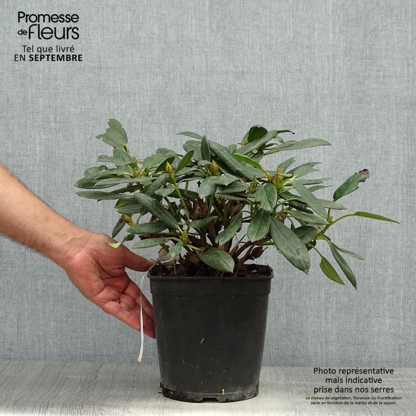 Spécimen de Rhododendron yakushimanum Barbarella - Rhododendron nain Pot de 4L/5L tel que livré en automne