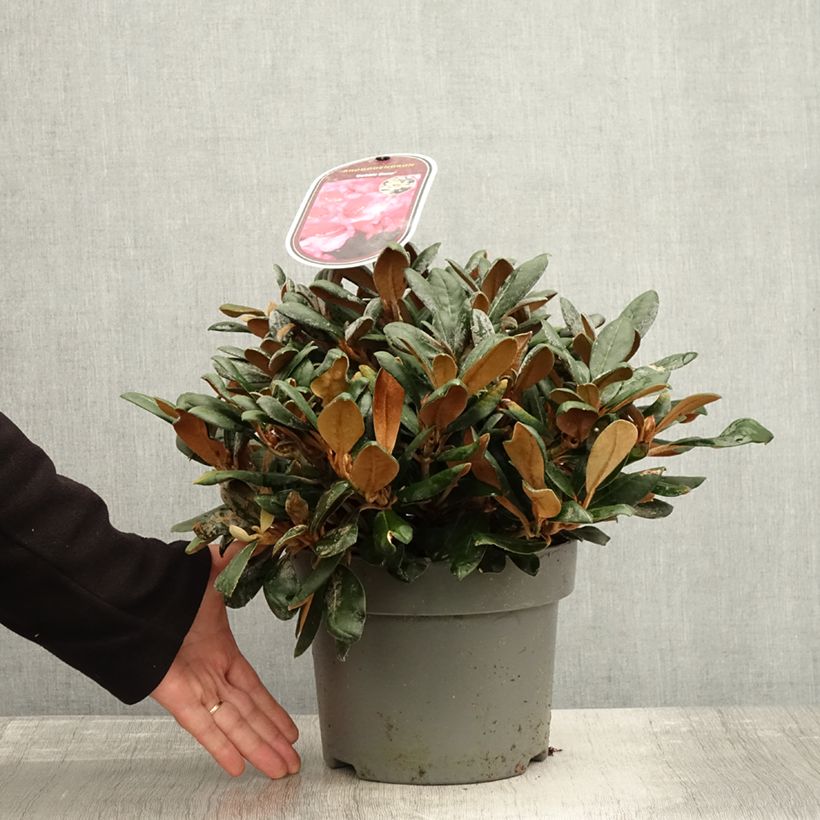 Spécimen de Rhododendron yakushimanum Debbie Dane - Rhododendron nain Pot de 4L/5L tel que livré en automne