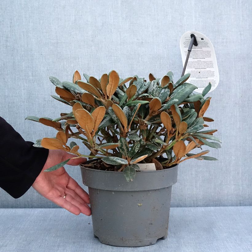 Spécimen de Rhododendron yakushimanum Debbie Dane - Rhododendron nain - Pot de 4L/5L tel que livré au printemps