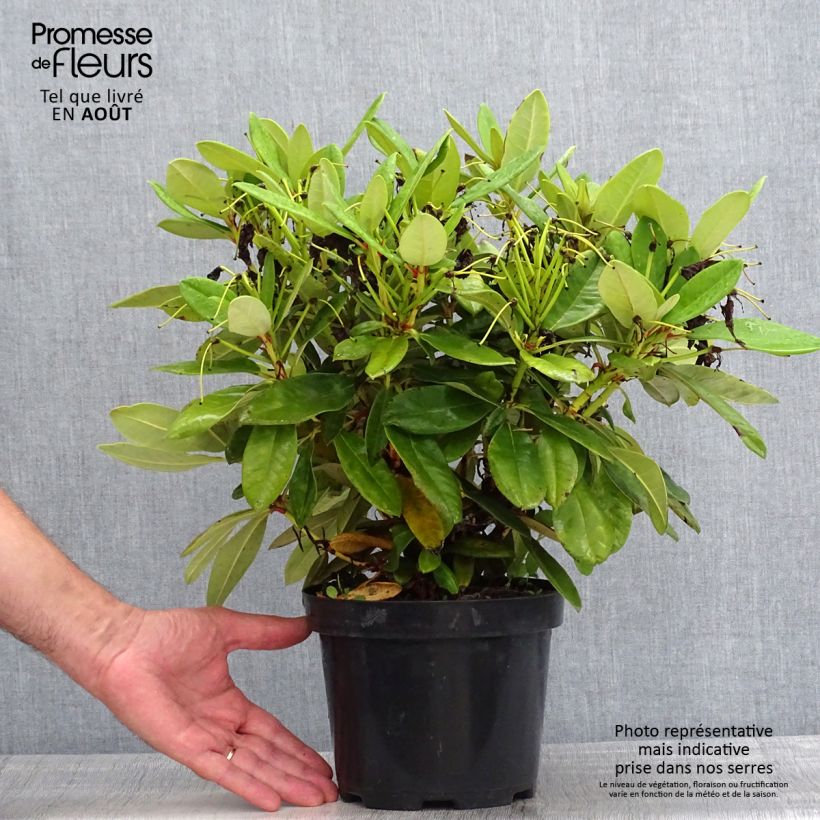 Spécimen de Rhododendron yakushimanum Dopey Pot de 2L/3L tel que livré en été