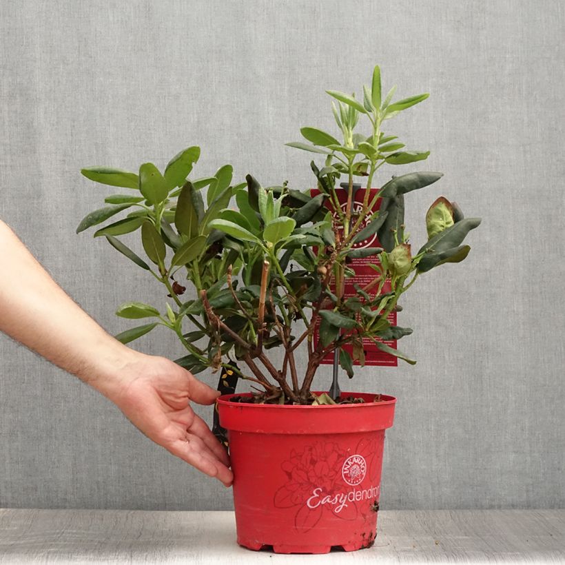 Spécimen de Rhododendron yakushimanum Easydendron Bohlken's Laura Pot de 4L/5L tel que livré en été