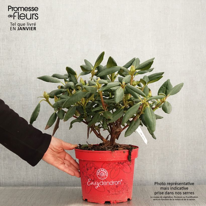 Spécimen de Rhododendron yakushimanum Easydendron Bohlken's Laura tel que livré en hiver