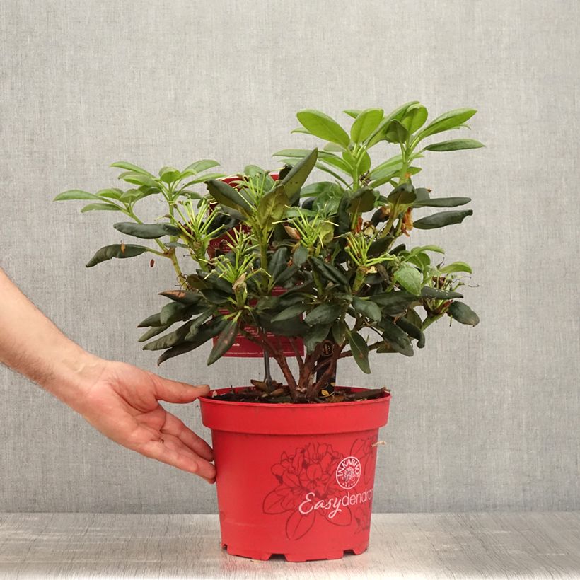Spécimen de Rhododendron yakushimanum Easydendron Bohlken's Laura - Pot de 4L/5L tel que livré au printemps