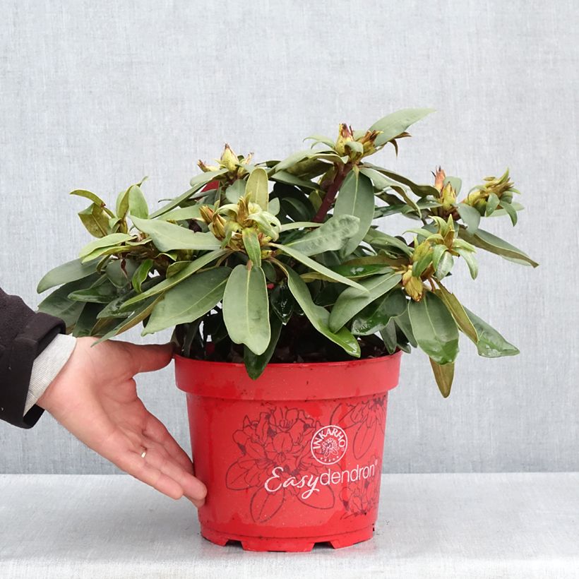 Spécimen de Rhododendron yakushimanum Easydendron INKARHO Bohlken's Roter Stern  Pot de 4L/5LHauteur livrée env. 25/30cm tel que livré au printemps