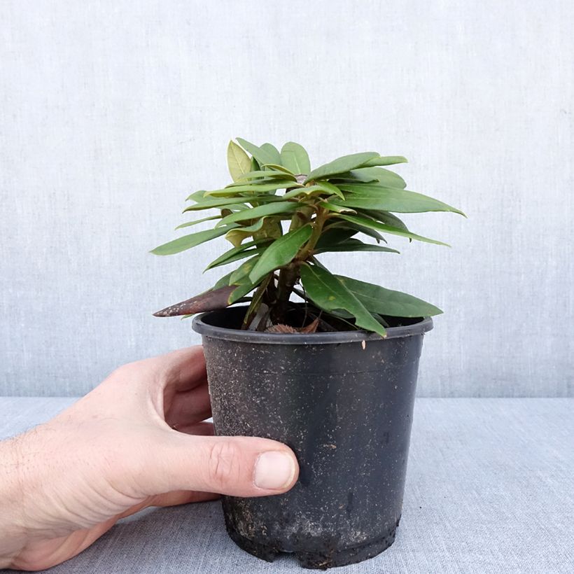 Spécimen de Rhododendron yakushimanum Kalinka - Rhododendron nain Pot de 12 cm / 13 cm tel que livré en hiver