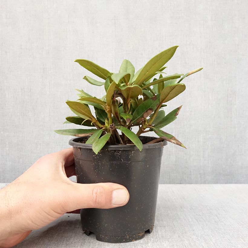Spécimen de Rhododendron yakushimanum Kalinka - Rhododendron nain - Pot de 12 cm / 13 cm tel que livré au printemps