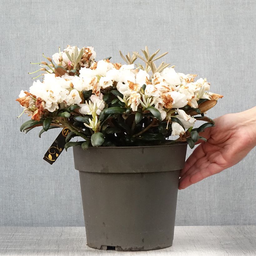 Spécimen de Rhododendron yakushimanum Koichiro Wada - Rhododendron nain Pot de 6L/7L tel que livré en été