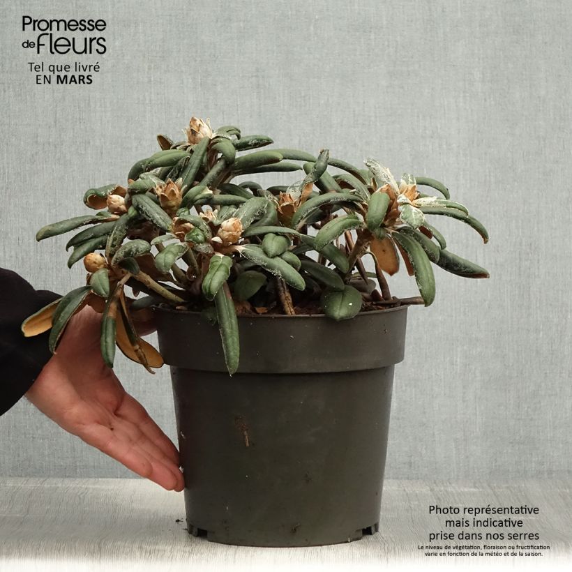 Spécimen de Rhododendron yakushimanum Koichiro Wada - Rhododendron nain - Pot de 6L/7L tel que livré au printemps