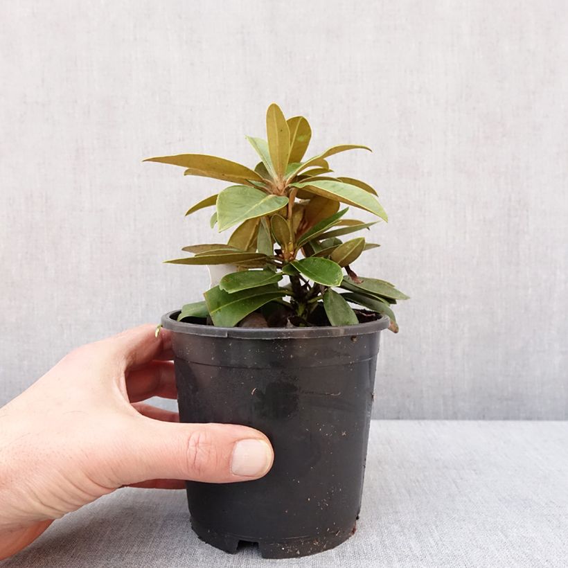 Spécimen de Rhododendron yakushimanum Morgenrot - Rhododendron nain Pot de 12 cm / 13 cm tel que livré en hiver