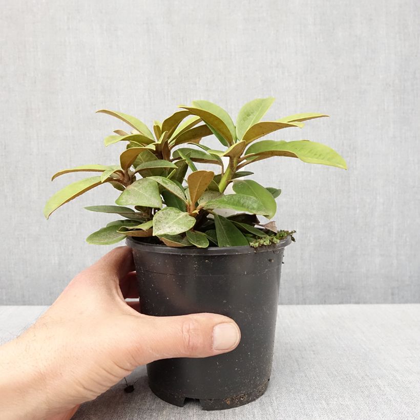 Spécimen de Rhododendron yakushimanum Morgenrot - Rhododendron nain - Pot de 13 cm tel que livré au printemps