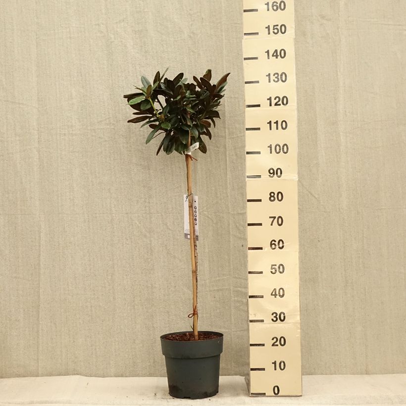 Spécimen de Rhododendron yakushimanum Morgenrot - Rhododendron nain Pot de 7,5L/10L, Tige de 80 cm tel que livré en automne
