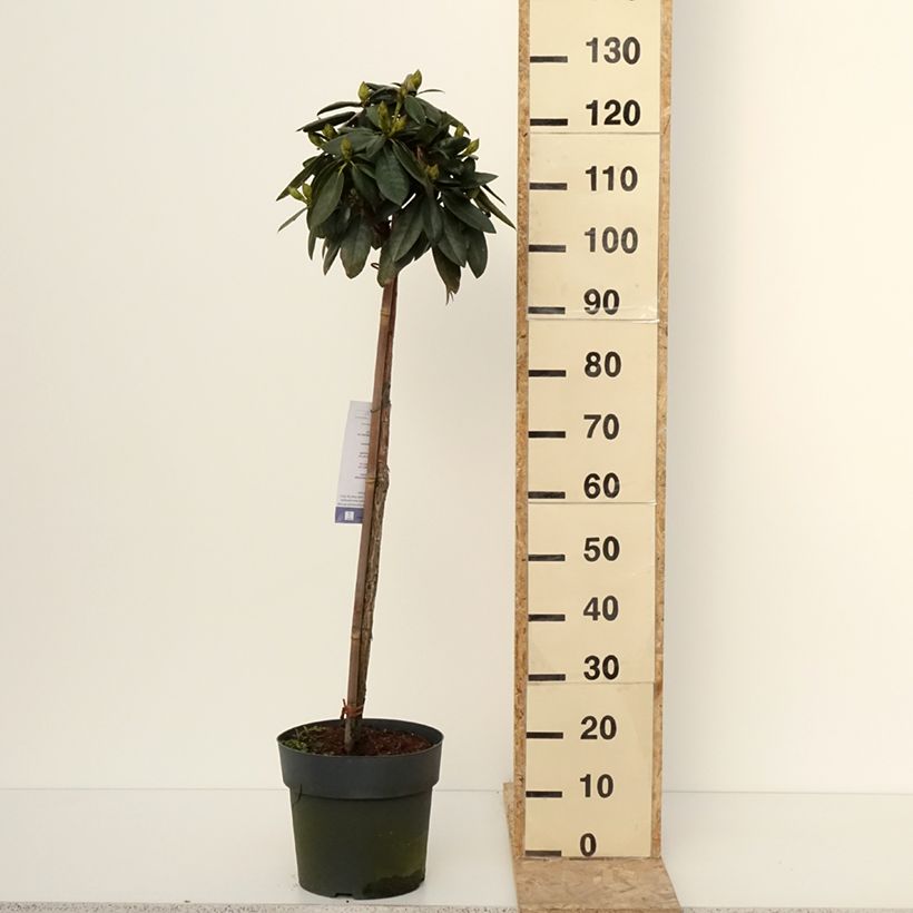 Spécimen de Rhododendron yakushimanum Polaris - Rhododendron nain - Pot de 7,5L/10L tel que livré en hiver
