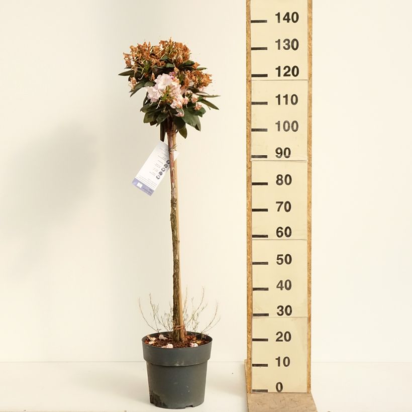 Spécimen de Rhododendron yakushimanum Polaris - Rhododendron nain Pot de 7,5L/10L, Tige de 80 cm tel que livré au printemps