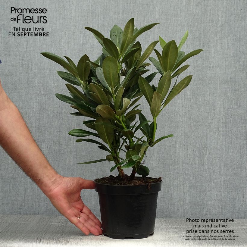 Spécimen de Rhododendron yakushimanum Sneezy tel que livré en automne