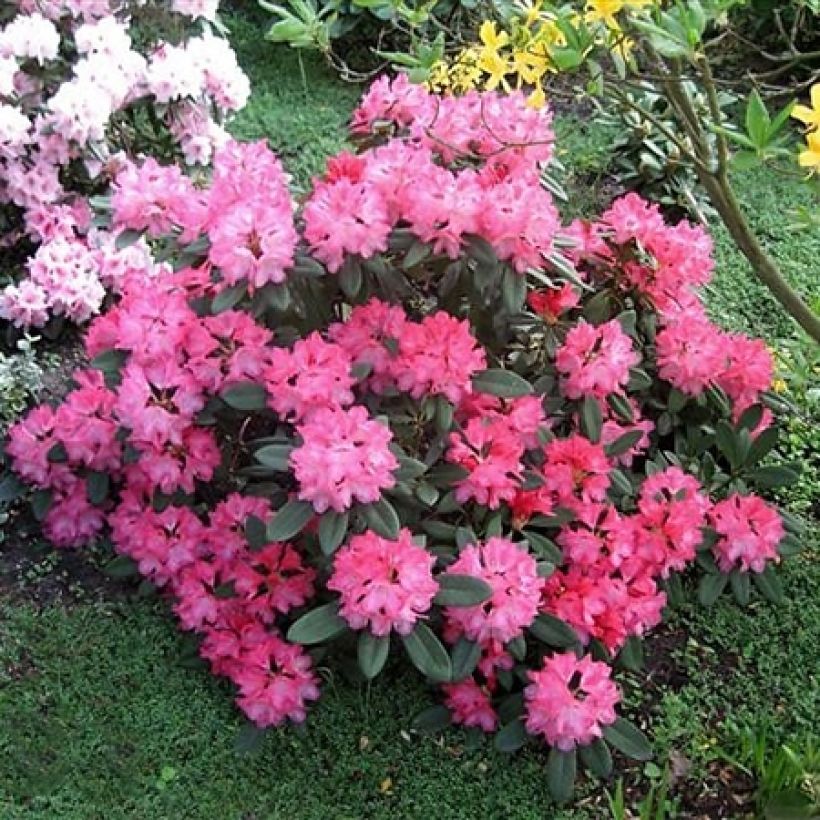 Rhododendron yakushimanum Sneezy (Port)