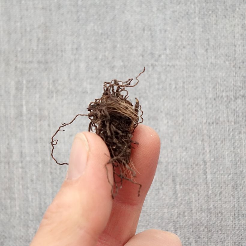 Spécimen de Rhodohypoxis Rose Queen Bulbe tel que livré au printemps