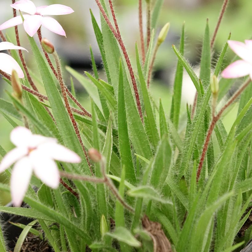 Rhodoxis Fairy Kisses - Rhodohypoxis (x) Hypoxis (Feuillage)