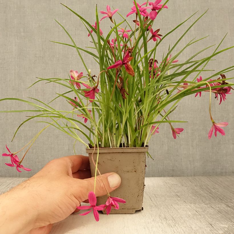 Spécimen de Rhodoxis hybride Beverly - Rhodohypoxis Godet de 8/9 cm tel que livré en été