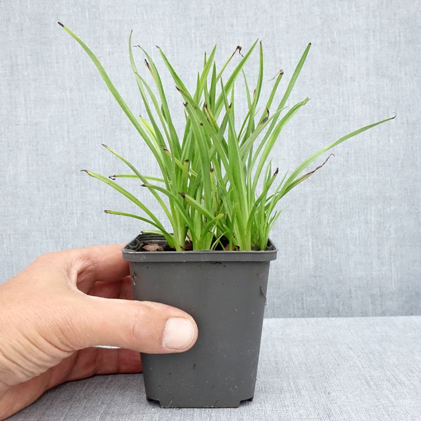 Spécimen de Rhodoxis Summer Stars Peppermint Godet de 8/9 cm tel que livré en été