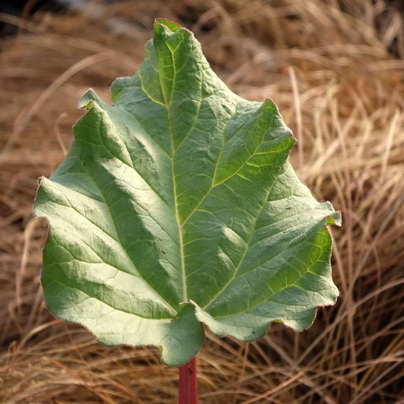 Rhubarbe des jardins Victoria - Rheum rhabarbarum (Feuillage)