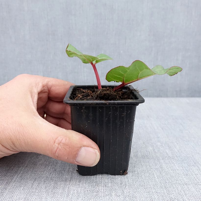 Spécimen de Rhubarbe des jardins Victoria - Rheum rhabarbarum - Godet de 8/9 cm - bio tel que livré au printemps