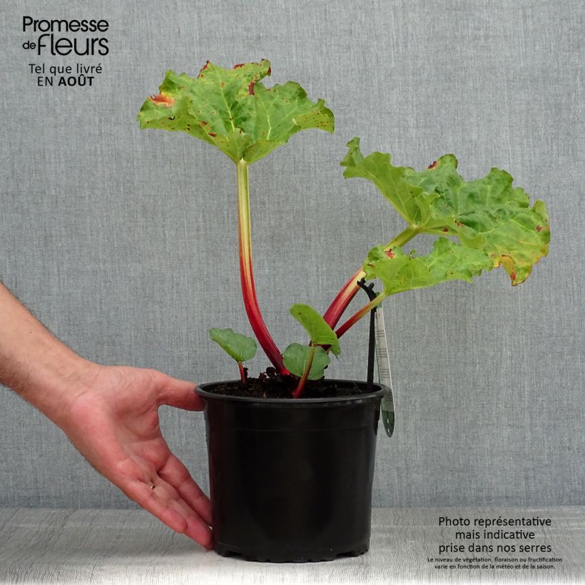 Spécimen de Rhubarbe Frambozen Rood Pot de 2L/3L tel que livré en été