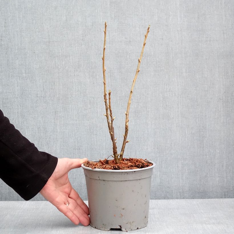 Spécimen de Ribes americanum Variegatum - Groseillier d'Amérique panaché - Pot de 3L/4L tel que livré en hiver