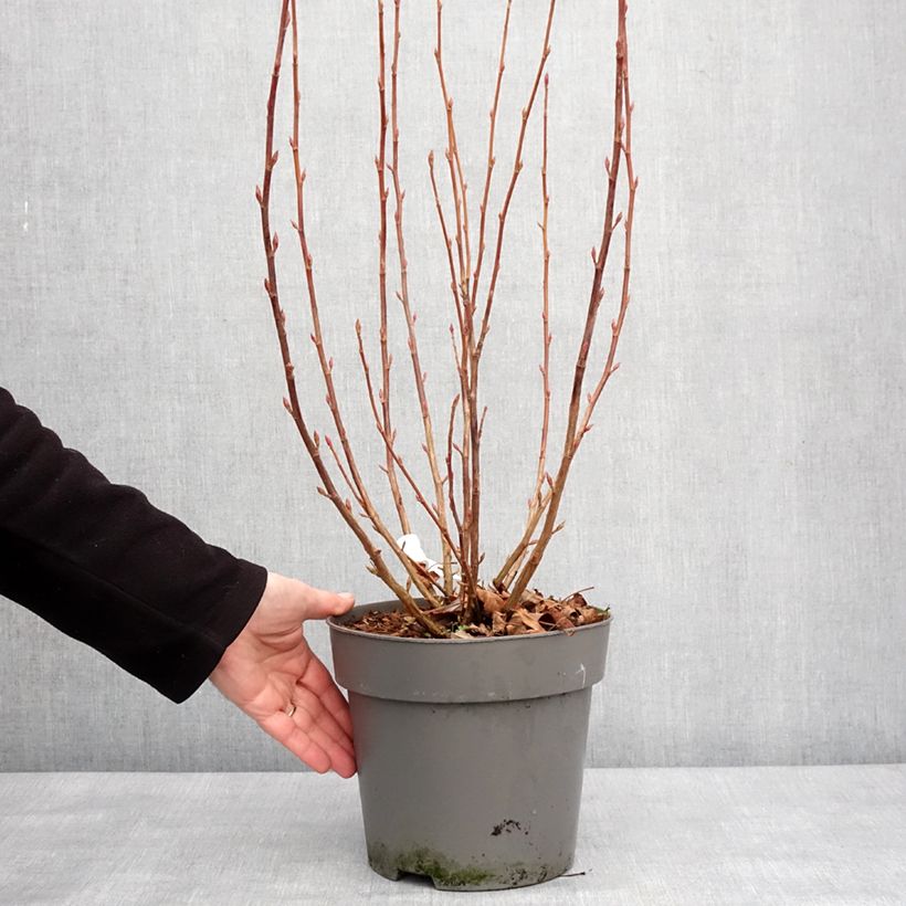 Spécimen de Ribes sanguineum Amore - Groseillier à fleurs Pot de 3L/4LHauteur livrée env. 40/+cm tel que livré en hiver