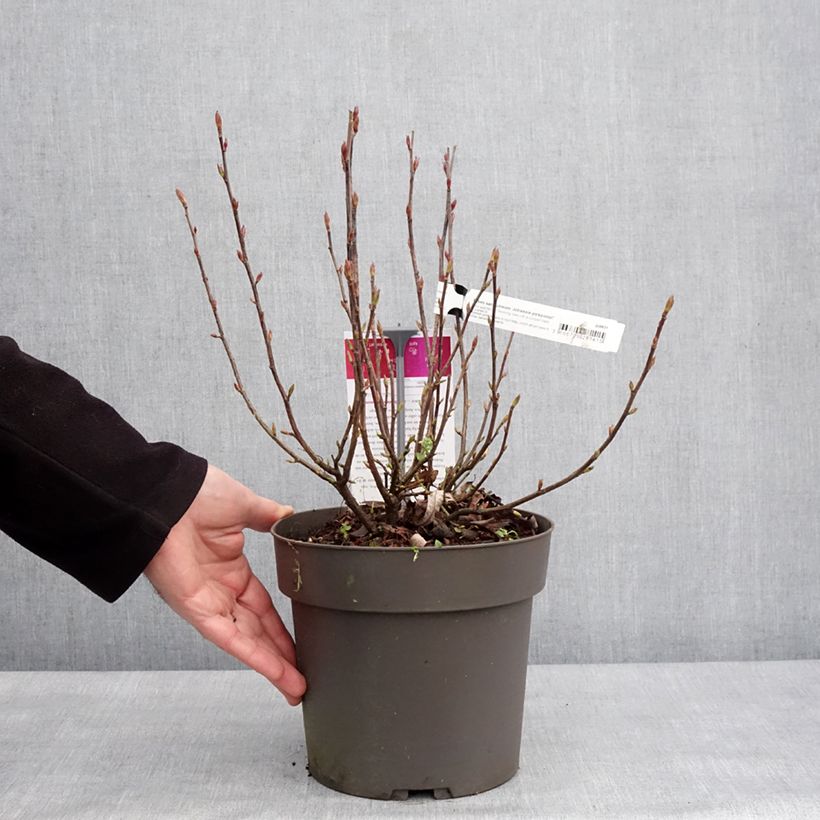 Spécimen de Ribes sanguineum Johannie PinkPomp - Groseillier à fleurs - Pot de 4L/5L tel que livré en hiver