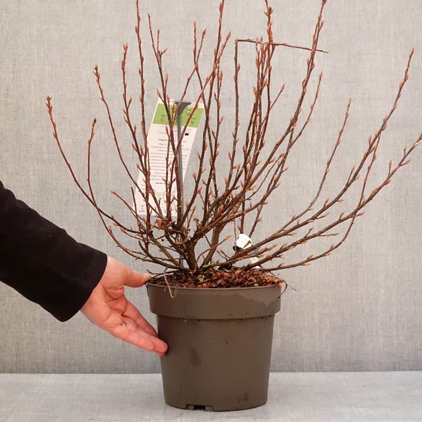 Spécimen de Ribes sanguineum Johannie Whitenow! - Groseillier à fleurs - Pot de 4L/5L tel que livré en hiver