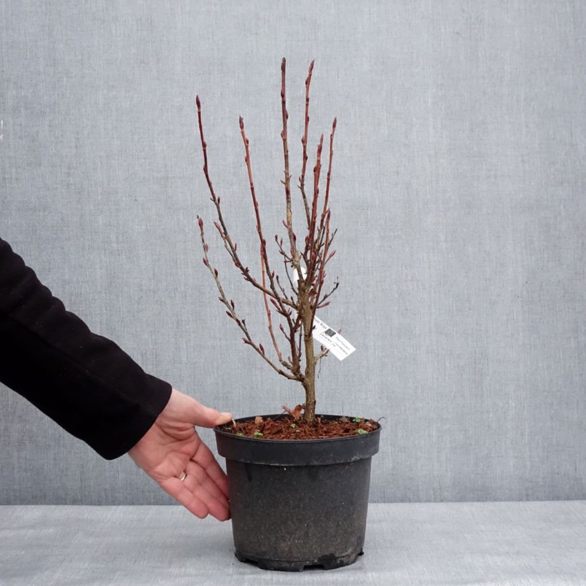 Spécimen de Ribes sanguineum Koja - Groseillier à fleurs - Pot de 3L/4L tel que livré en hiver