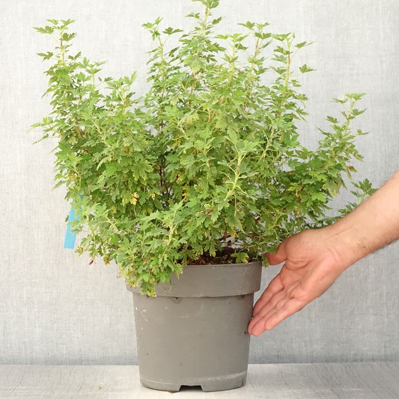 Spécimen de Ribes sanguineum Oregon Snowflake - Groseillier à fleurs - Pot de 4L/5L tel que livré en été