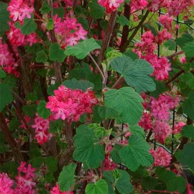 Groseillier à fleurs - Ribes sanguineum Red Bross (Feuillage)