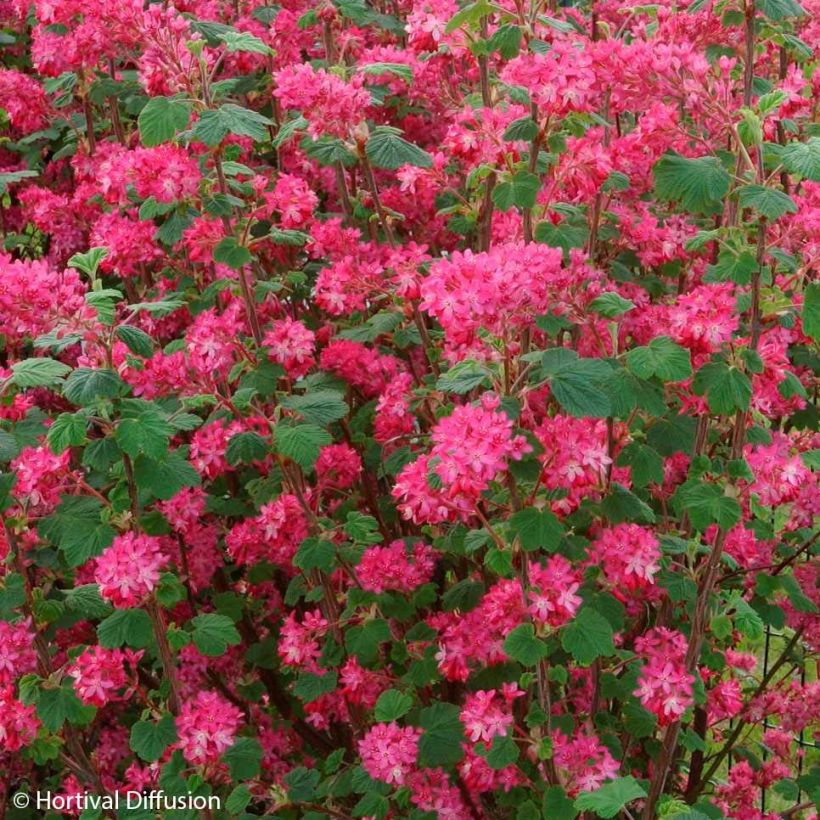 Groseillier à fleurs - Ribes sanguineum Red Bross (Floraison)