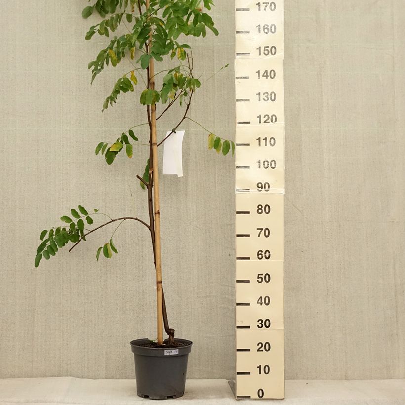 Spécimen de Robinia margaretta Georgia da Torino - Robinier rose Pot de 7,5L/10L tel que livré en automne